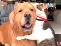 ゴールデンと猫のハグ「大好きだよ！」と抱擁し合う2匹の姿がプライスレス