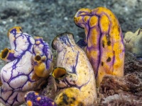 海の神秘。摩擦が海産動物「ホヤ」の体を形成させていた