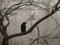 カラスにやさしくしたところ、ペットのニワトリたちに危険を知らせてくれる用心棒となった