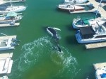 空からホエールウォッチング、港に迷い込んだクジラをドローンが撮影した