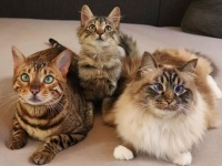散歩中の猫の後をついてきた野良の子猫。飼い主を探すために保護するも、すべては猫のシナリオ通り（デンマーク）