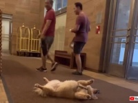 怠惰すぎるポメラニアン「散歩は行かない！オヤツが欲しい！」と、アパートのエントランスで死んだふり