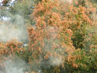 ​今年の花粉はすでに飛んでいる？2月上旬には飛散はじまる