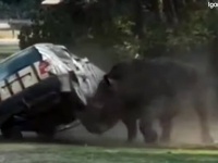 これはもう逃げられない...サイにロックオンされたサファリカーの末路