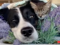 「猫、怖い！」猫が大の苦手だった犬、子猫たちの里親を経験し、今や子猫シッターになる