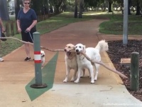 一緒ならうまくいくよ！長すぎる棒が運べない犬を助ける犬