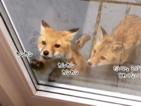 子ギツネコンコンが早朝民家のドアをカシカシ（イギリス）