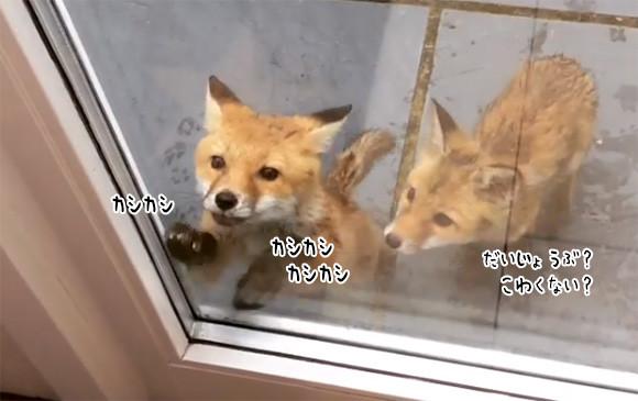 子ギツネコンコンが早朝民家のドアをカシカシ（イギリス）