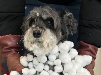 北海道で犬が全力で遊ぶとこうなります　衝撃の〝冬フォルム〟に13万人驚がく