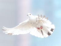 冷戦時代、CIAの諜報員として活動していたスパイ鳩。上空からソ連の軍事機密を入手していた（アメリカ）