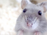 ロックな姿、想像できる？（画像は「ロックなハムスター」とは無関係）