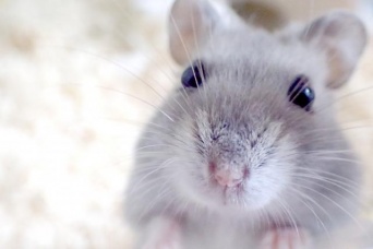 ロックな姿、想像できる？（画像は「ロックなハムスター」とは無関係）