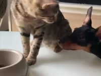 欲しいのか？1粒だけな。犬にキャットフードを1粒だけ分け与える猫