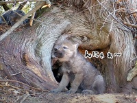 それでもかわよ。オオカミの赤ちゃんのはじめての遠吠え、猫っぽくなってしまった編（要音声）