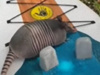 パドルボートを楽しんでいたら…水に浮かぶのはアルマジロ！溺れそうなアルマジロを助けるために機転を利かせた撮影者