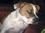 【非道】Facebookで「私の犬を殺して！」と書き込みが…