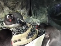 今度はオーストラリアで。同性愛ペンギンカップル、愛情深くダミーの卵ちゃんと育てられることを証明して本物の卵が与えられる