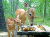 これはリアルなディズニーの世界？緑の森の一角で、リスと鹿の親子がランチパーティー