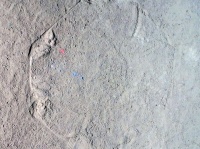 深海の底に謎の八角形の模様を発見！ミステリーサークルを作りだした犯人の正体が判明