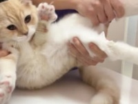 もちまる日記公式ツイッターより　https://twitter.com/catmotimaru