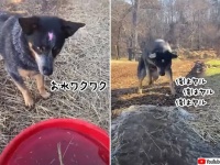俺はヤル、俺はヤル。バケツの水を溝に流すお仕事に全力の犬