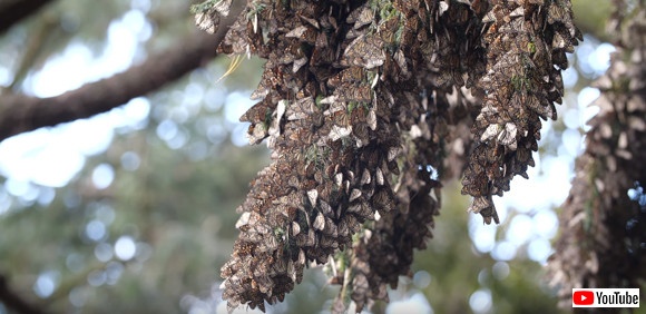 スクリーンショット-(1378)