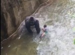 【衝撃】ゴリラが３歳の子どもを引きずり回して…