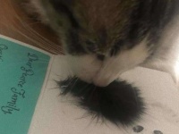 大親友の猫に先立たれて1か月。未だ悲しみに暮れる残された猫に、飼い主が遺毛を見せるとキュンとする反応が・・・