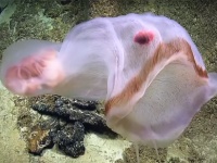 変幻自在！様々な形に姿を変える奇妙な生き物「ディープスタリア」とその中にある赤いものは？