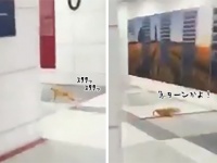 侵入者発見！侵入者発見！建物内にコウモリが侵入、猫がかけつけナイスキャッチ！