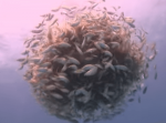 海の中を美しくたゆたう魚の群れ…実はその中にある巨大生物が潜んでいた！？