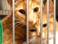 愛情も絆も無限大。大好き同士な動物たちのキスとハグ