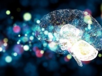 脳のごくわずかな領域に「意識のエンジン」が発見される（米研究）