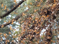 何百万匹もの蝶が奏でる神秘的な音を聞いてみよう！（※蝶の大群出演中）