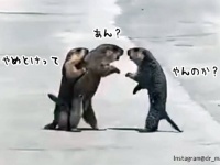 仲間が止めるもいうことを聞かず、マーモットのストリートファイッ！