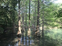 篠栗九大の森のラクウショウ（そらみみさん撮影、Wikimedia Commons