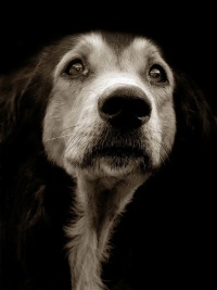 強いまなざしで訴える……飼い主を失った犬のポートレート 写真10枚