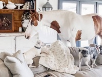 室内馬。寝る時と散歩以外は犬と一緒に家の中で暮らすよ