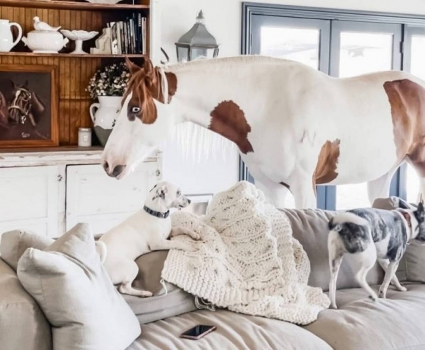 室内馬。寝る時と散歩以外は犬と一緒に家の中で暮らすよ