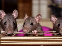 脳の神経細胞を光で刺激し同期させたところ、マウス同士に友情が芽生える