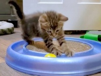 「これめっちゃ楽しいニャ！」シェルターに到着したばかりの子猫たち、オモチャで夢中になって遊び始める