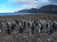 大量密集。群れがすぎるペンギンのコロニー映像（サウスジョージア島）