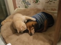 目が見えなくなった犬をやさしくいたわりながら添い寝する猫
