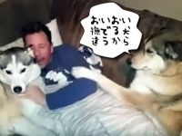 そっちじゃないでしょ！こっちでしょ！飼い主がもう一匹の犬を撫でるとすかさず制御する犬