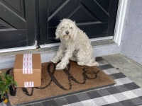 犬にもNNN的存在が？玄関前で家族の帰宅を待っていた犬、この家の飼い犬となる