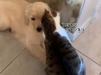 ゴールデンレトリバーの子犬を猫かわいがりする猫