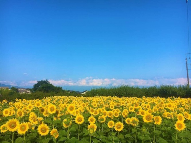 「kinari farm | 食卓に色を届ける農園」(@kinarifarm)のツイートより