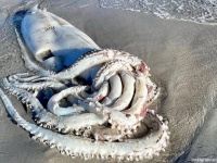 巨大種、ダイオウイカが南アフリカの海岸に打ち上げられる
