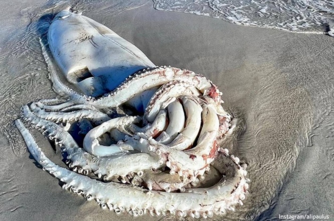巨大種、ダイオウイカが南アフリカの海岸に打ち上げられる