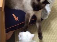 みぃこさんのツイッター